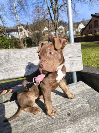 American Bully XL ABKC