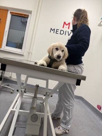 Golden Retriever Welpe