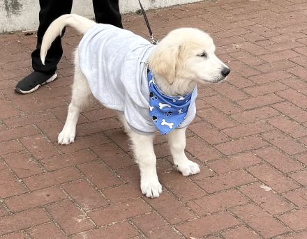 Golden Retriever Welpe