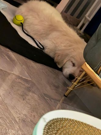 Golden Retriever Welpe