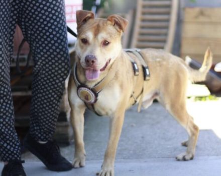 Chaplin sucht ein Zuhause außerhalb Deutschlands.