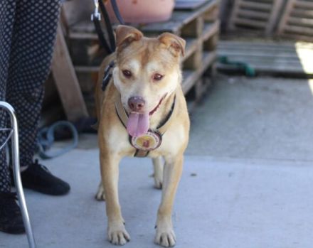 Chaplin sucht ein Zuhause außerhalb Deutschlands.