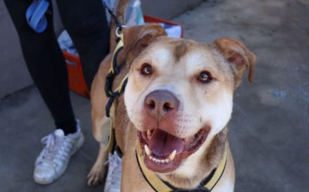 Chaplin sucht ein Zuhause außerhalb Deutschlands.