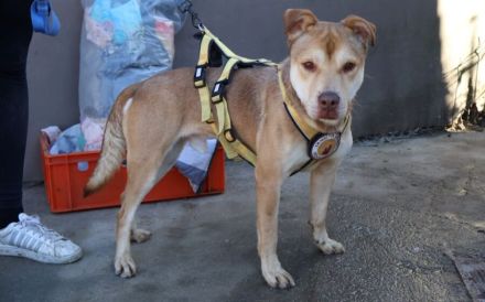 Chaplin sucht ein Zuhause außerhalb Deutschlands.