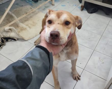 Chaplin sucht ein Zuhause außerhalb Deutschlands.