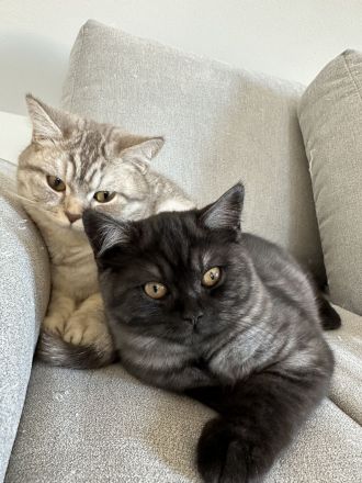 2 Wunderschöne Katzenmädchen suchen liebevolles Zu Hause