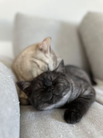 2 Wunderschöne Katzenmädchen suchen liebevolles Zu Hause