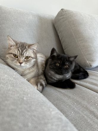 2 Wunderschöne Katzenmädchen suchen liebevolles Zu Hause