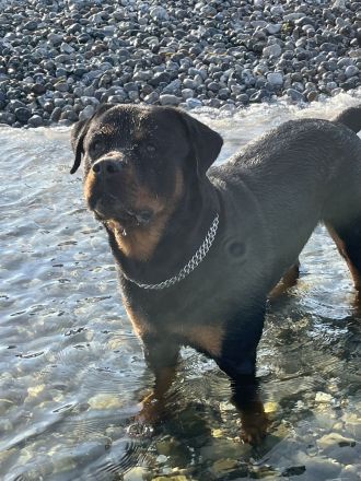 Deckrüde Samy Rottweiler