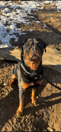 Deckrüde Samy Rottweiler