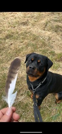 Deckrüde Samy Rottweiler