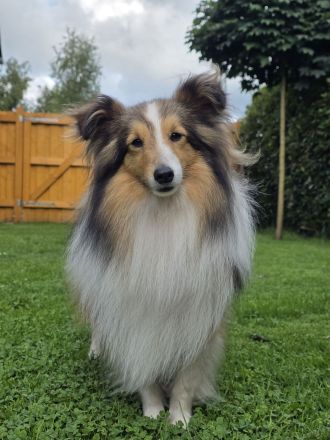 Sheltie Deckrüde