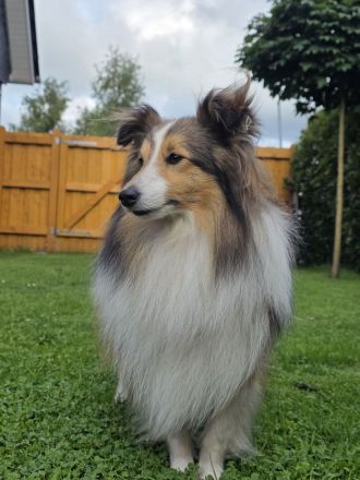 Sheltie Deckrüde