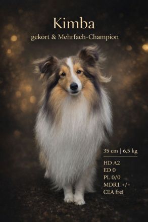 Sheltie Deckrüde