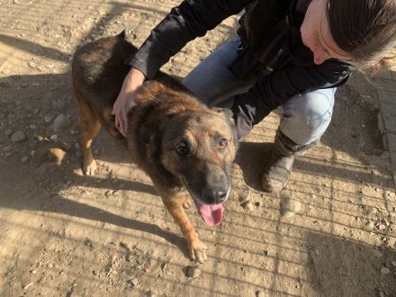 AURELIAN  ca. 4-jähriger, zutraulicher, super aufgeschlossener Rüde,ca. 56 cm,