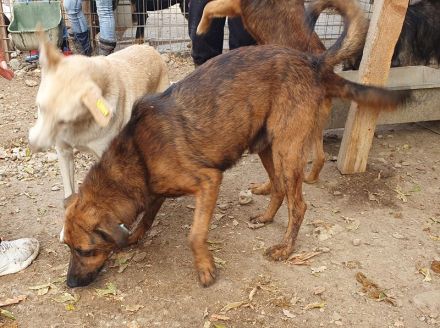 AURELIAN  ca. 4-jähriger, zutraulicher, super aufgeschlossener Rüde,ca. 56 cm,