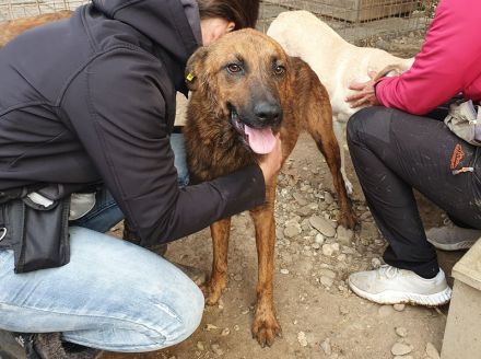 AURELIAN  ca. 4-jähriger, zutraulicher, super aufgeschlossener Rüde,ca. 56 cm,