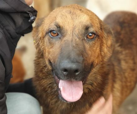 AURELIAN  ca. 4-jähriger, zutraulicher, super aufgeschlossener Rüde,ca. 56 cm,