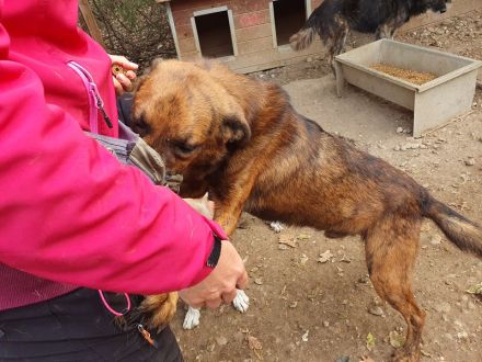 AURELIAN  ca. 4-jähriger, zutraulicher, super aufgeschlossener Rüde,ca. 56 cm,