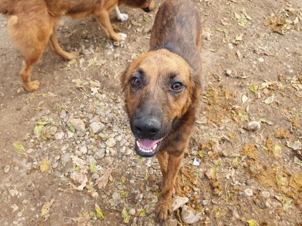 AURELIAN  ca. 4-jähriger, zutraulicher, super aufgeschlossener Rüde,ca. 56 cm,