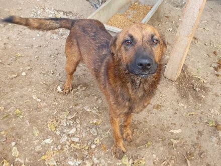 AURELIAN  ca. 4-jähriger, zutraulicher, super aufgeschlossener Rüde,ca. 56 cm,