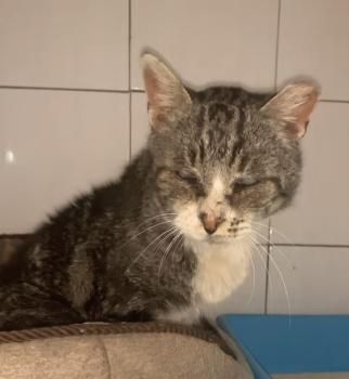 Koko, FIV positiv und blind
