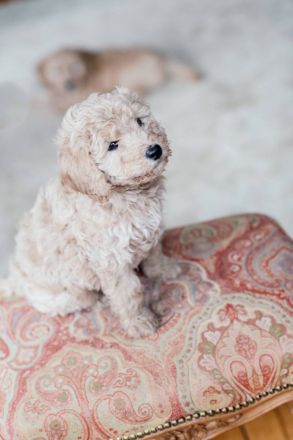 Goldendoodle-Welpen