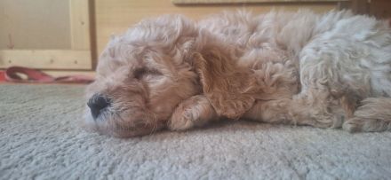 Goldendoodle-Welpen
