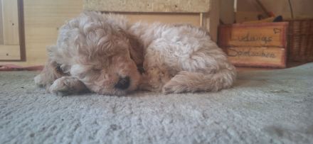 Goldendoodle-Welpen