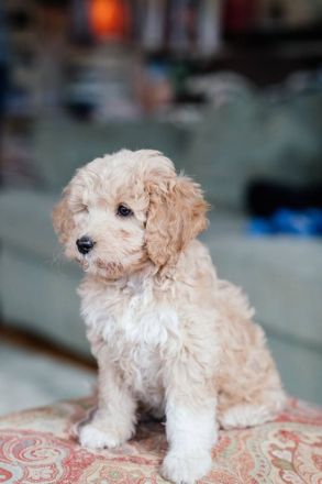 Goldendoodle-Welpen