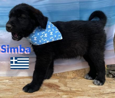 Shira, Sina, Suki, Spencer und Simba 02/25 - wünschen sich im Mai eigene Familien