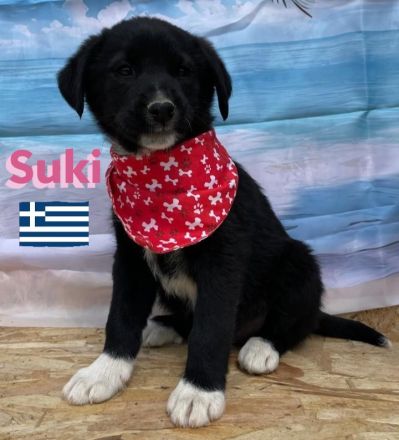 Shira, Sina, Suki, Spencer und Simba 02/25 - wünschen sich im Mai eigene Familien