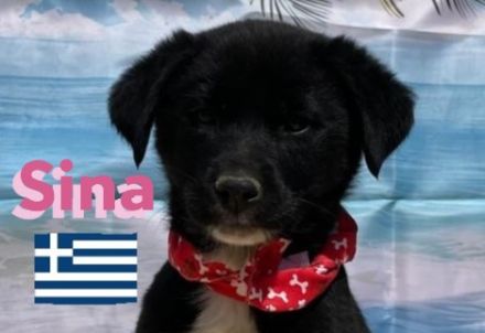 Shira, Sina, Suki, Spencer und Simba 02/25 - wünschen sich im Mai eigene Familien