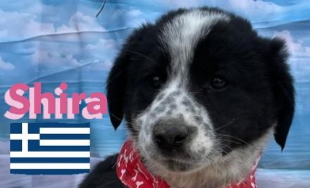 Shira, Sina, Suki, Spencer und Simba 02/25 - wünschen sich im Mai eigene Familien