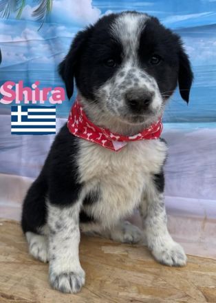 Shira, Sina, Suki, Spencer und Simba 02/25 - wünschen sich im Mai eigene Familien