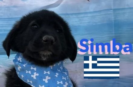 Shira, Sina, Suki, Spencer und Simba 02/25 - wünschen sich im Mai eigene Familien