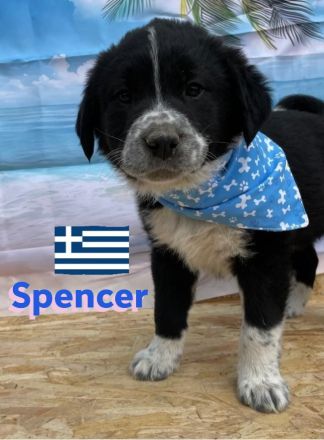 Shira, Sina, Suki, Spencer und Simba 02/25 - wünschen sich im Mai eigene Familien