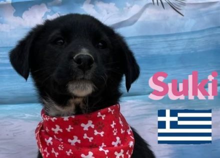 Shira, Sina, Suki, Spencer und Simba 02/25 - wünschen sich im Mai eigene Familien