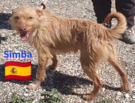 Simba, 11/22 - süßer Wuschelkopf sucht Familie