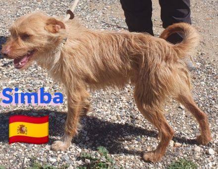 Simba, 11/22 - süßer Wuschelkopf sucht Familie