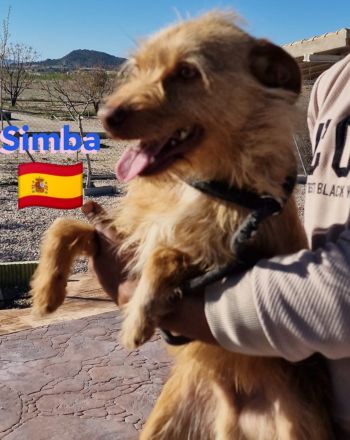 Simba, 11/22 - süßer Wuschelkopf sucht Familie