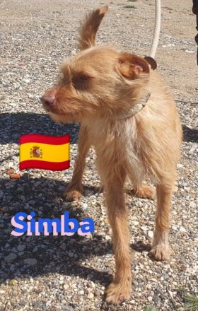 Simba, 11/22 - süßer Wuschelkopf sucht Familie