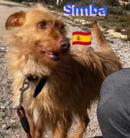 Simba, 11/22 - süßer Wuschelkopf sucht Familie