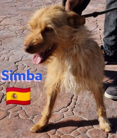Simba, 11/22 - süßer Wuschelkopf sucht Familie