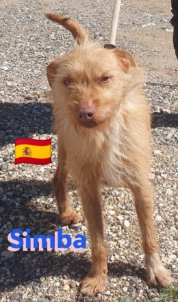 Simba, 11/22 - süßer Wuschelkopf sucht Familie