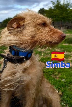 Simba, 11/22 - süßer Wuschelkopf sucht Familie