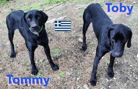 Tommy und Toby, 03/23 - suchen DRINGEND gemeinsames Zuhause