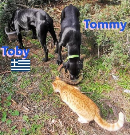Tommy und Toby, 03/23 - suchen DRINGEND gemeinsames Zuhause