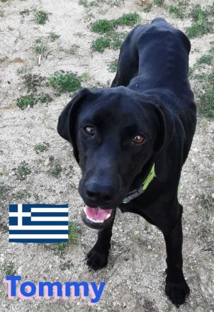 Tommy und Toby, 03/23 - suchen DRINGEND gemeinsames Zuhause