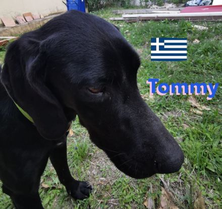 Tommy und Toby, 03/23 - suchen DRINGEND gemeinsames Zuhause